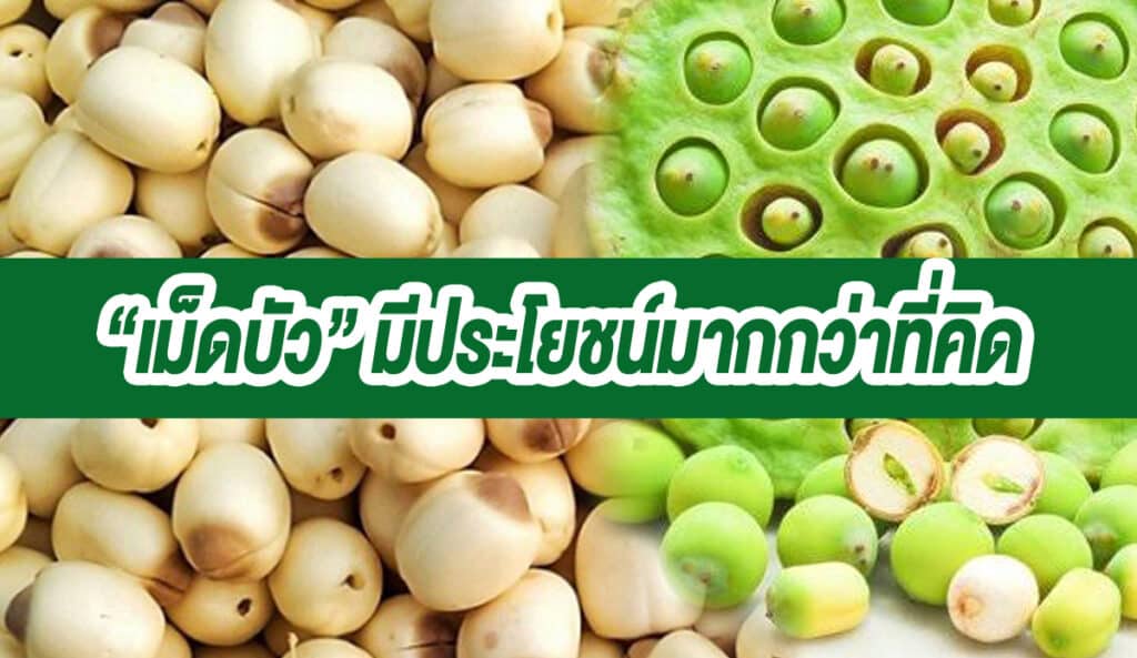 เม็ดบัวมีประโยชน์มาก